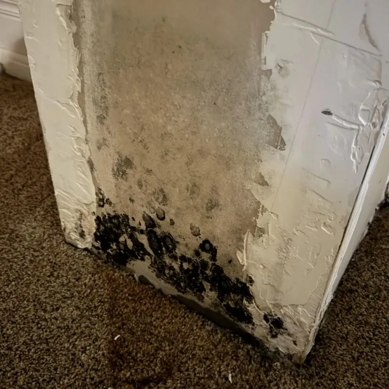 Professional Mold Removal in Granite Hills, CA